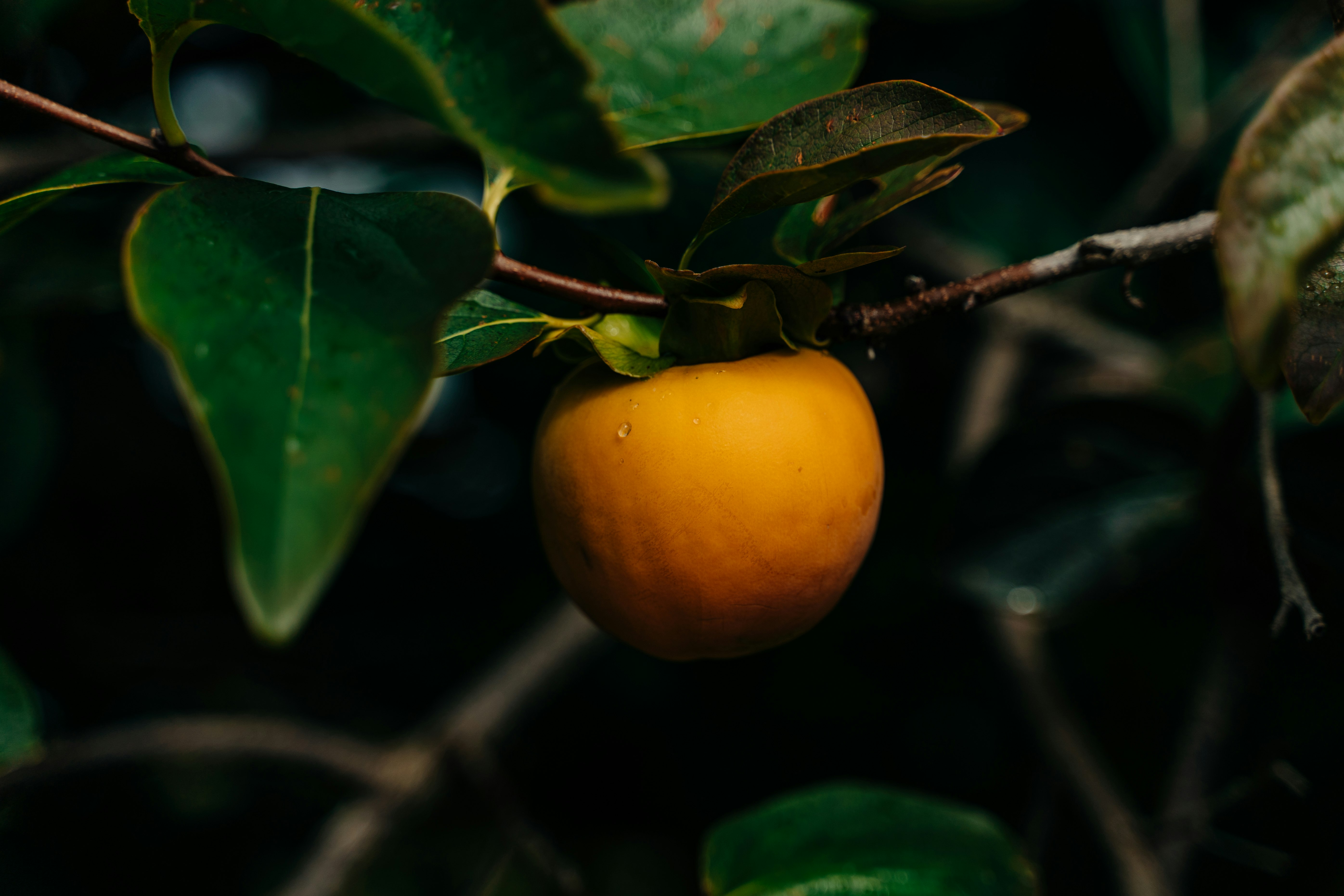 orange fruit on green leaves